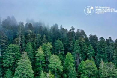 Національна інвентаризація лісів: у 2021 році обстежили 909 ділянок