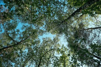 Cектор державного лісового господарства потребує реорганізації – та чи зараз?