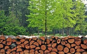 The forest industry is ready to find the necessary amount of firewood for the country without damaging the forest fund
