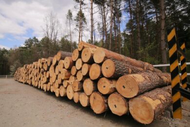 Transparent market timber auctions have replaced corrupt direct contracts