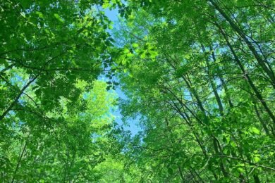 Управління лісового господарства Івано-Франківської області вітає підтримку SFI