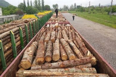 Уряд заборонив експорт паливної деревини