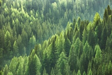 20 thousand hectares of new forests appeared in Ukraine this year