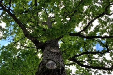 Міндовкілля підтримує впровадження національної інвентаризації лісів